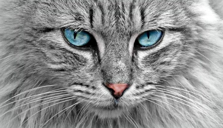 O que ninguém te contou sobre o modo retrato